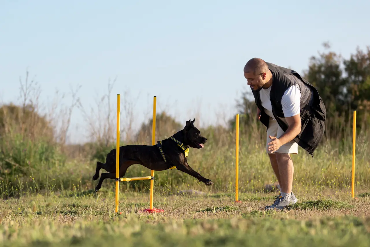 Training Dogs